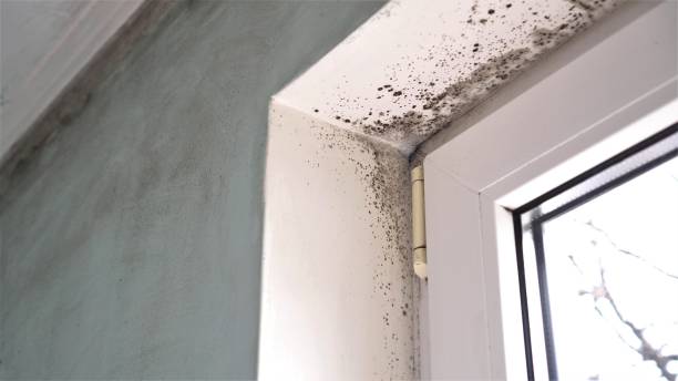 Best Attic Mold Removal  in Port Edwards, WI