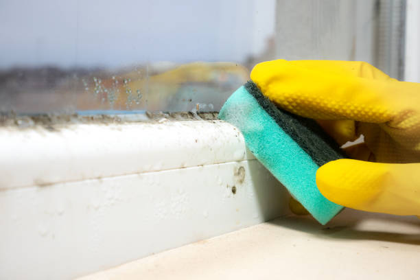 Best Mold Damage Repair  in Port Edwards, WI