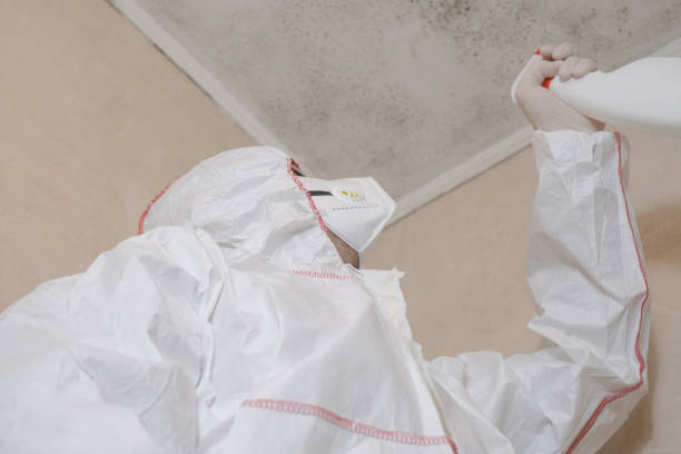 Attic Mold Removal in Port Edwards, WI