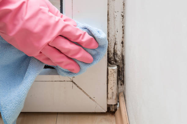 Best Local Mold Removal Service  in Port Edwards, WI