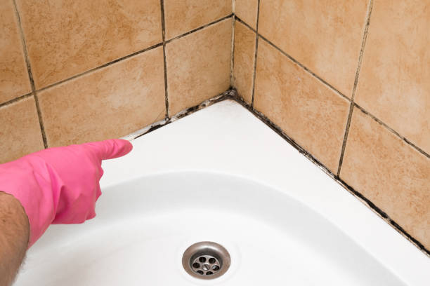 Best Affordable Mold Removal  in Port Edwards, WI